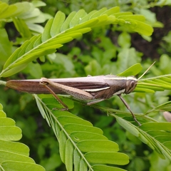 Schistocerca flavofasciata