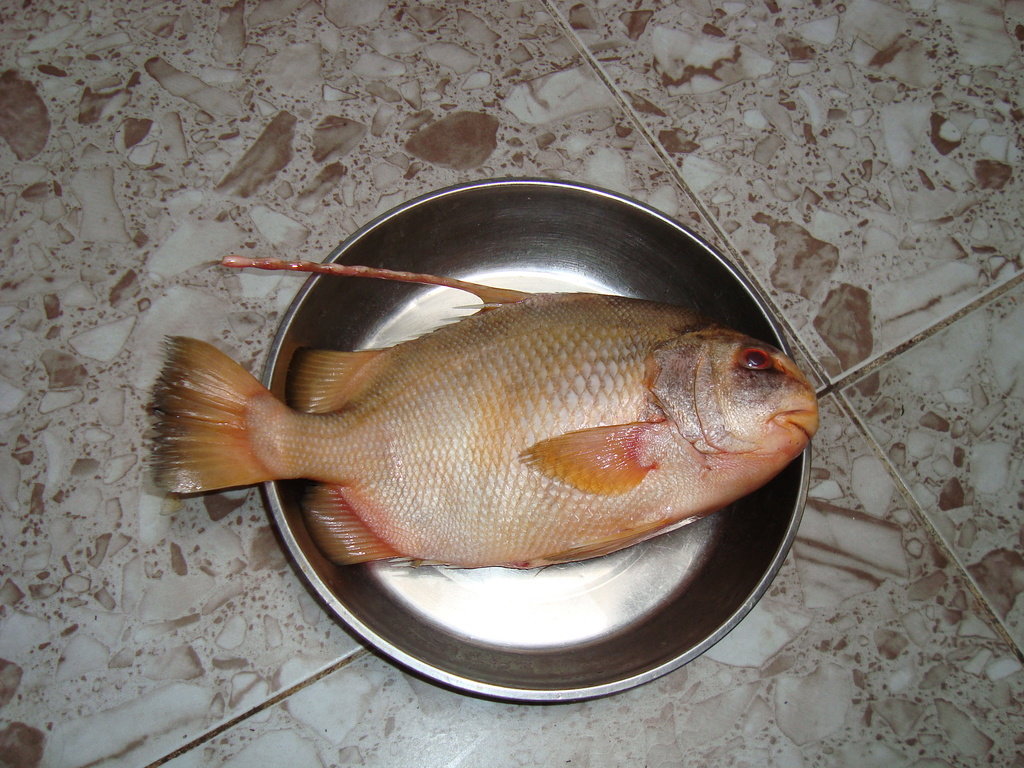 Harpoon Spadefish
