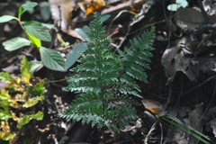 Pityrogramma calomelanos