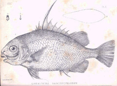 Harpoon Spadefish photo 2