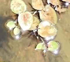 Salvinia