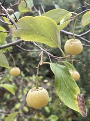 Styrax officinalis