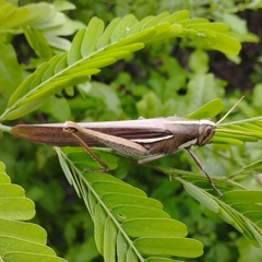 Schistocerca flavofasciata