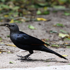 Onychognathus morio morio