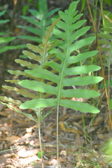 Polypodioideae