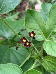 Jatropha gossypiifolia