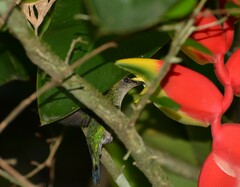 Thalurania glaucopis