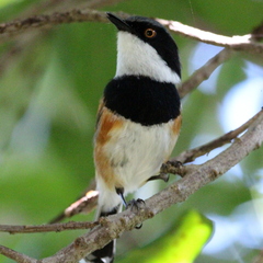 Batis capensis capensis
