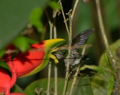 Thalurania glaucopis