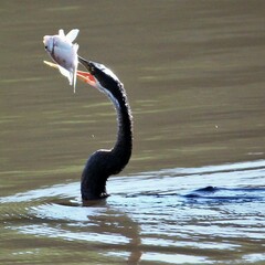 Anhinga rufa rufa