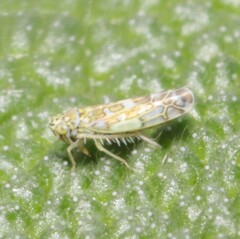 Eupteryx decemnotata