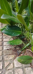 Philodendron renauxii