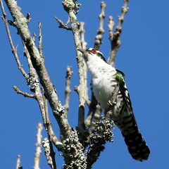 Chrysococcyx caprius