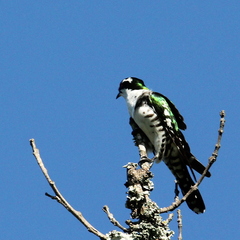 Chrysococcyx caprius