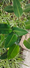 Philodendron renauxii