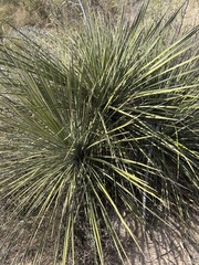 Yucca campestris
