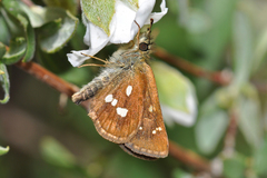 Piruna polingii