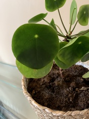 Pilea peperomioides