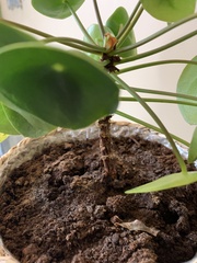 Pilea peperomioides