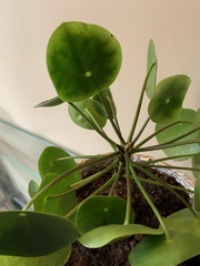 Pilea peperomioides