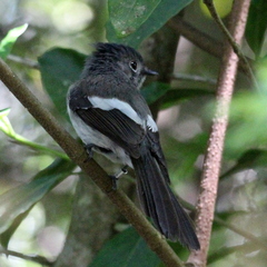 Trochocercus cyanomelas