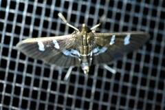 Desmia deploralis