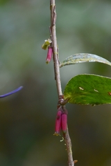 Macleania