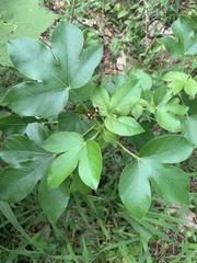 Jatropha gossypiifolia