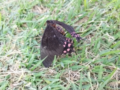 Heraclides rogeri pharnaces