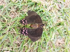 Heraclides rogeri pharnaces