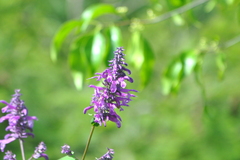 Salvia purpurea