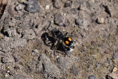 Hoplomutilla