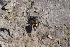Hoplomutilla