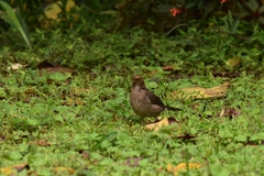 Turdus maculirostris
