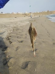 Pseudobatos planiceps