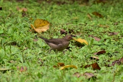 Turdus maculirostris