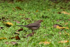 Turdus maculirostris