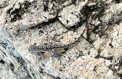 Anolis bonairensis