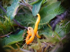 Clavulinopsis helvola