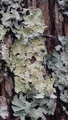 Flavoparmelia caperata