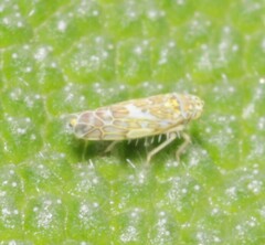 Eupteryx decemnotata