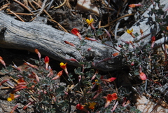 Acmispon argyraeus argyraeus