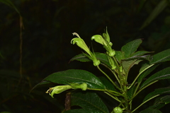 Centropogon nigricans