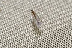 Trichocera annulata