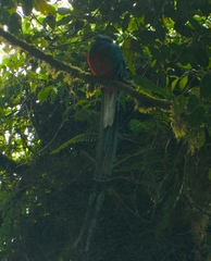 Pharomachrus mocinno