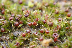 Physcomitrium immersum