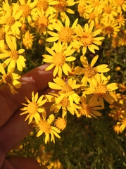 Senecio brasiliensis