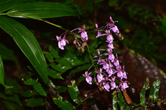 Epidendrum