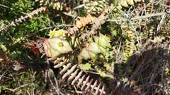 Crassula perforata