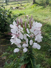 Cleome spinosa
